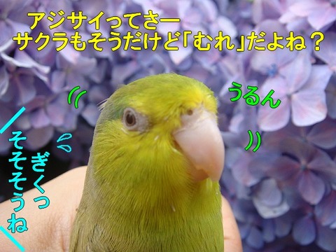 DSC06322-1