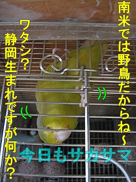 DSC06235-1