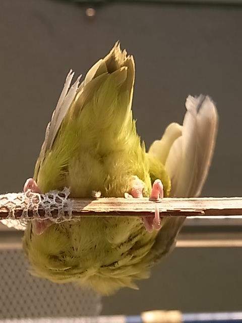 RIMG2249