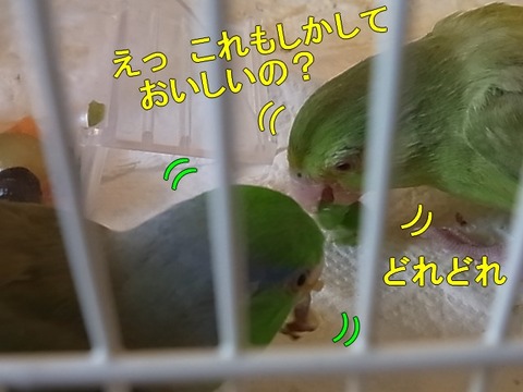 RIMG1247-1