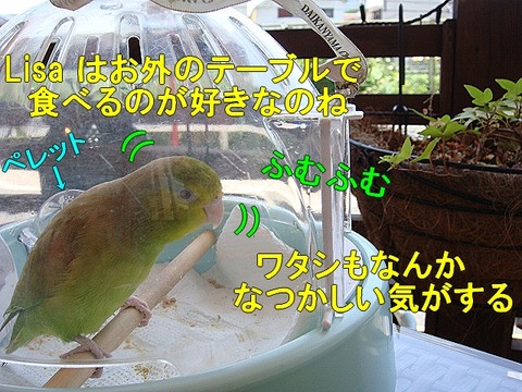 DSC06277-1