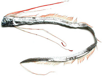 tukai