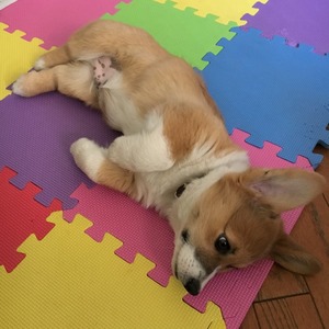 4011