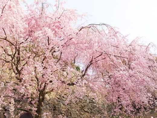 20180401sakura01