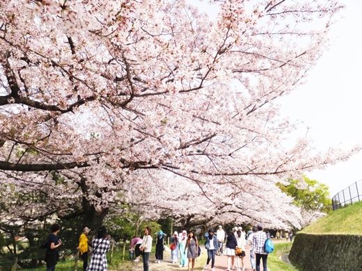 20180401sakura04