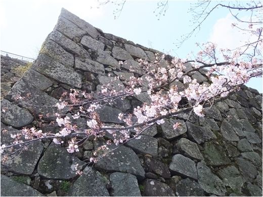 2017-04-02sakura02