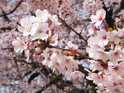 20180401sakura03