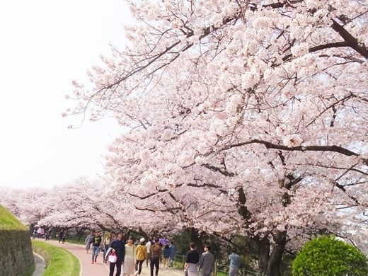 20180401sakura05