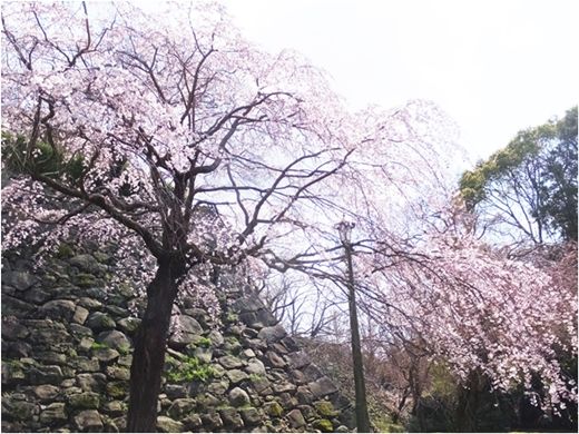 2017-04-02sakura01