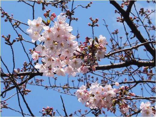 2017-04-02sakura04