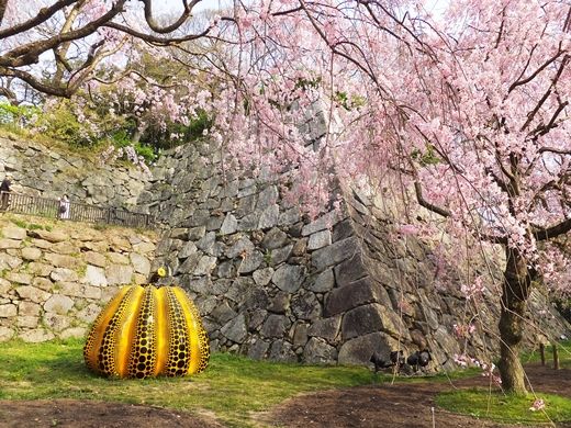20180401sakura06