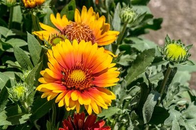 IMG_1456-1-l