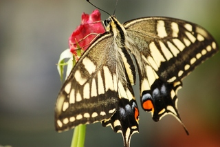 butterfly