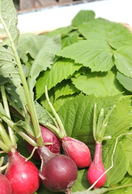 rasberry2