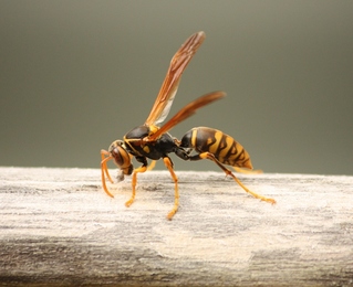 bee