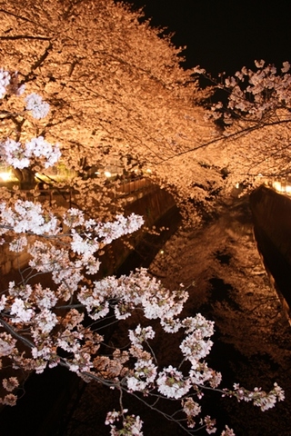 sakura