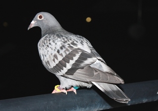 hato
