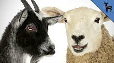 0sheep and goat1
