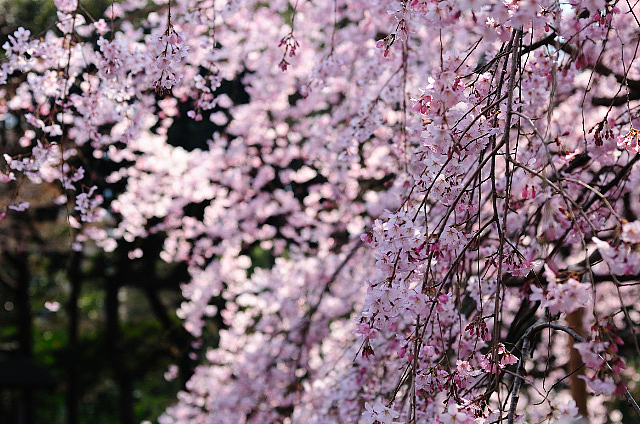 六義園桜模様2011 - 2 六義園桜模様2011 - 2