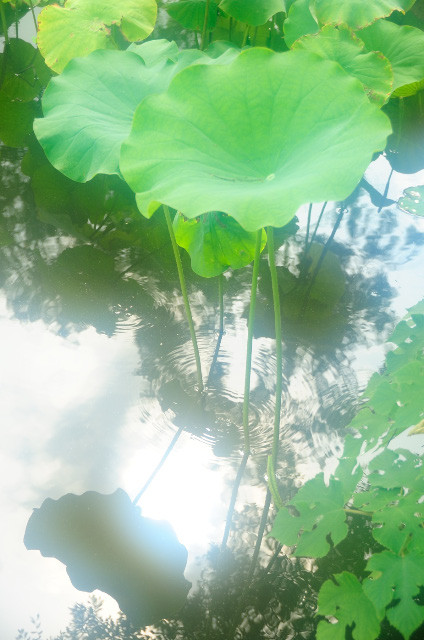 ueno_hasu (7)