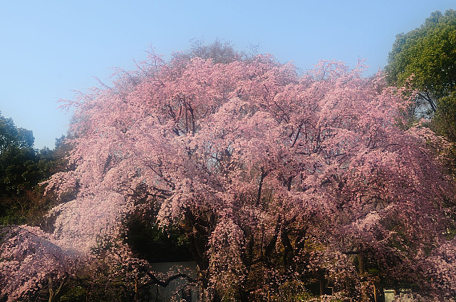 六義園桜模様2011 - 1 六義園桜模様2011 - 1