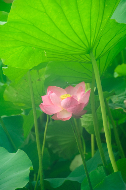 ueno_hasu (62)