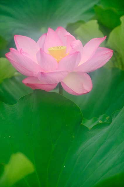 ueno_hasu (30)