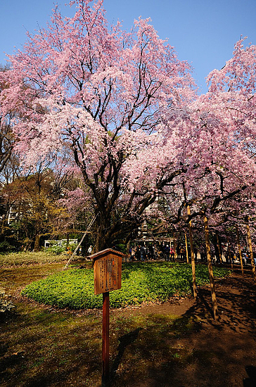 六義園桜模様2011 - 4 六義園桜模様2011 - 4