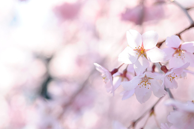 六義園桜模様2011 - 3 六義園桜模様2011 - 3