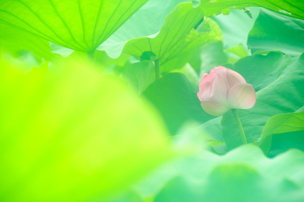 ueno_hasu (4)