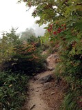 登山道