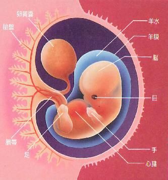 卵嚢(図)