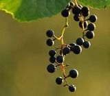 20100622_1810781