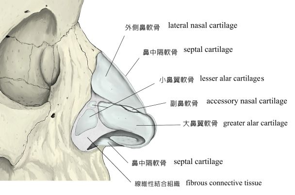 nasal-cartilage-5
