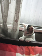 snow-nerai