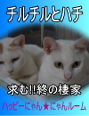 里親募集中