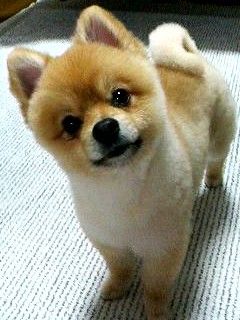 DogAwJJhRG81padyox4hevsqyu2o1_250