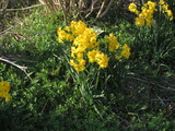 1-IMG_4521