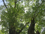 1-IMG_6762