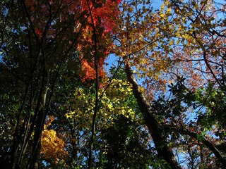 1204紅葉