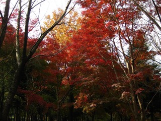 112700紅葉