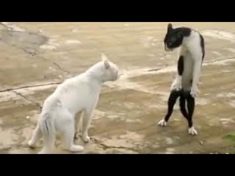 犬猫動画 かわいい猫 猫おもしろ 世界で最も面白い猫のビデオ 53 長さ 13 50 犬猫おもしろ動画まとめ