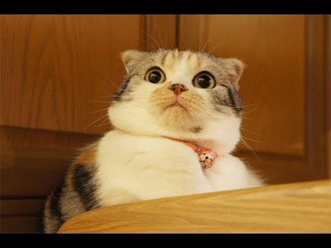 犬猫動画 最高におもしろ猫 笑わないようにしてください 超かわいい猫 長さ 9 28 犬猫おもしろ動画まとめ