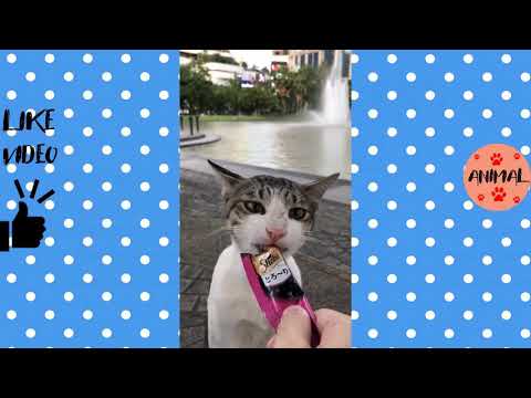 【犬猫動画】「絶対笑う」最高におもしろ犬,猫,動物のハプニング, 失敗画像集 part 43  - 長さ: 37:09。