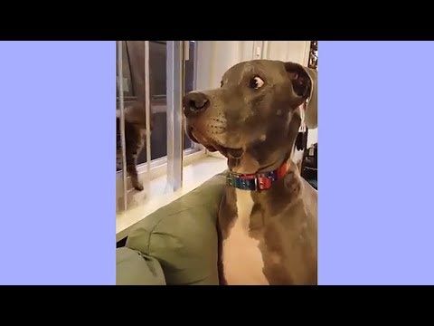 【犬猫動画】「絶対笑う」最高におもしろ犬,猫,動物のハプニング  - 長さ: 3:16。