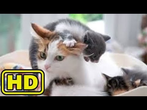 【犬猫動画】「絶対笑う」最高におもしろ犬,猫,動物のハプニング, 失敗画像集 #67  - 長さ: 11:10。