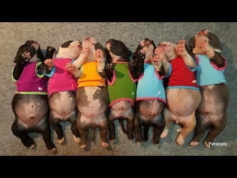 【犬猫動画】「かわいい犬, 猫」死ぬほどかわいい犬, 猫たち・最高におもしろ犬, 猫のハプニング, 動画集 #1  - 長さ: 11:12。