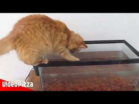 【犬猫動画】押すなよ？ネコのおもしろ、かわいい動画集【Video Pizza】  - 長さ: 3:30。