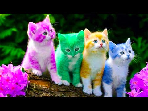 犬猫動画 かわいい猫 おかしい猫 かわいい猫 おもしろ猫動画 Vol 6 長さ 21 32 犬猫おもしろ動画まとめ