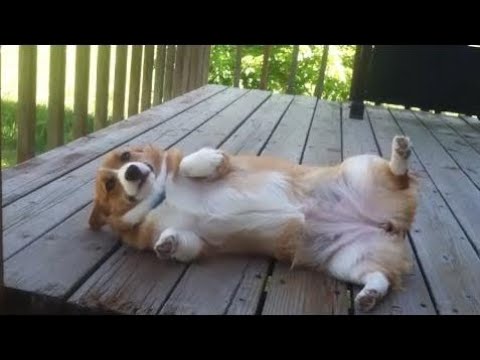 犬猫動画 かわいいコーギー犬の最高に可愛い おもしろハプニング動画集 4 長さ 10 33 犬猫おもしろ動画まとめ